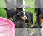 Small #29 Bernese Mountain Dog