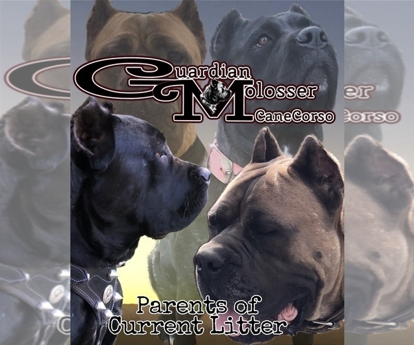 Medium Photo #1 Cane Corso Puppy For Sale in CORONA, CA, USA