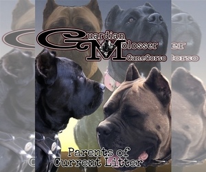 Cane Corso Dog for Adoption in CORONA, California USA