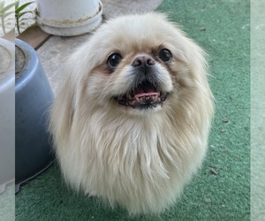 Pekingese Dog for Adoption in MESQUITE, Texas USA