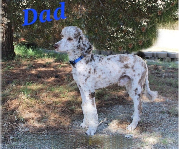 Medium Photo #1 Whoodle (Miniature) Puppy For Sale in PHELAN, CA, USA