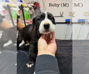 American Pit Bull Terrier Dogs for adoption in Studio City, CA, USA