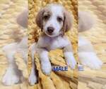 Puppy Sylas Aussiedoodle-Labradoodle Mix
