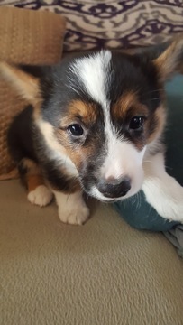 Medium Photo #7 Aussie-Corgi Puppy For Sale in OAKLAND, CA, USA