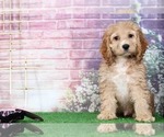 Small Photo #2 Cocker Spaniel Puppy For Sale in BEL AIR, MD, USA