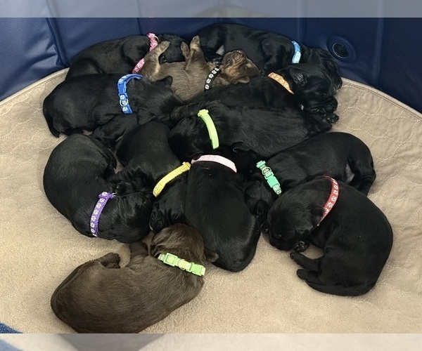 Medium Photo #1 Labradoodle Puppy For Sale in PRESCOTT VALLEY, AZ, USA