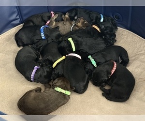 Labradoodle Puppy for sale in PRESCOTT VALLEY, AZ, USA