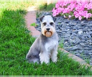 Mother of the Schnauzer (Miniature) puppies born on 01/21/2026