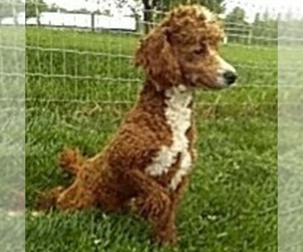 Medium Photo #1 Cavapoo (Miniature) Puppy For Sale in GORDONVILLE, PA, USA