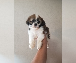 Shih Tzu Puppy for sale in MCMINNVILLE, TN, USA