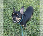 Small #1 Chihuahua Mix