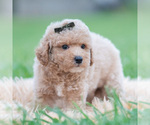 Small Photo #54 Maltipoo (Miniature) Puppy For Sale in WARSAW, IN, USA