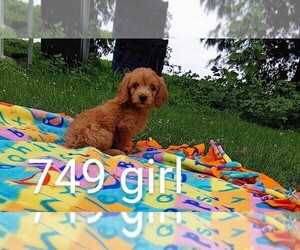 Goldendoodle (Miniature) Puppy for sale in CLARE, IL, USA
