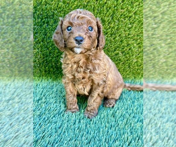 Medium Photo #1 Poodle (Toy) Puppy For Sale in SACRAMENTO, CA, USA