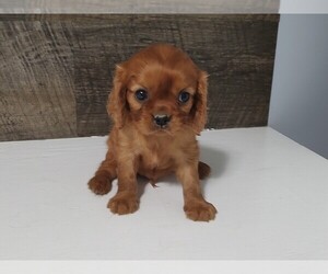 Cavalier King Charles Spaniel Puppy for sale in CLARK, MO, USA
