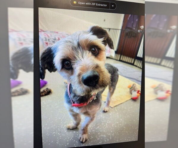 Medium Photo #2 Mutt Puppy For Sale in Fort Wayne, IN, USA