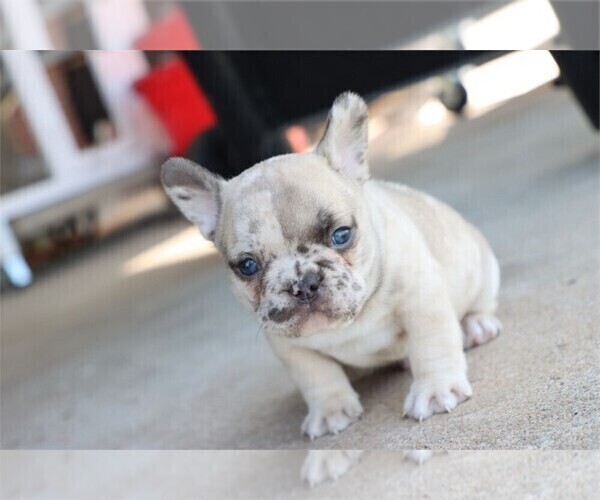 Medium Photo #15 French Bulldog Puppy For Sale in TAMPA, FL, USA
