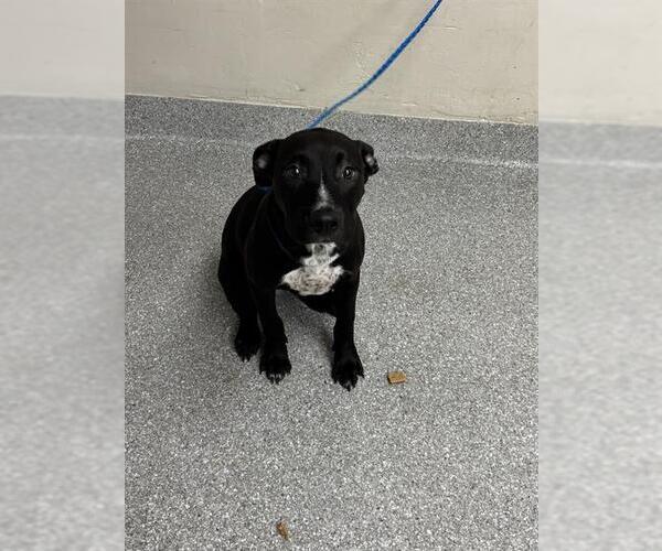 Medium Photo #1 American Pit Bull Terrier-Unknown Mix Puppy For Sale in Pasadena, TX, USA