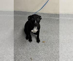 American Pit Bull Terrier-Unknown Mix Dogs for adoption in Pasadena, TX, USA