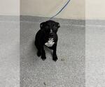 Small American Pit Bull Terrier Mix