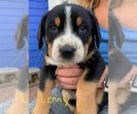 Puppy 5 Greater Swiss Mountain Dog