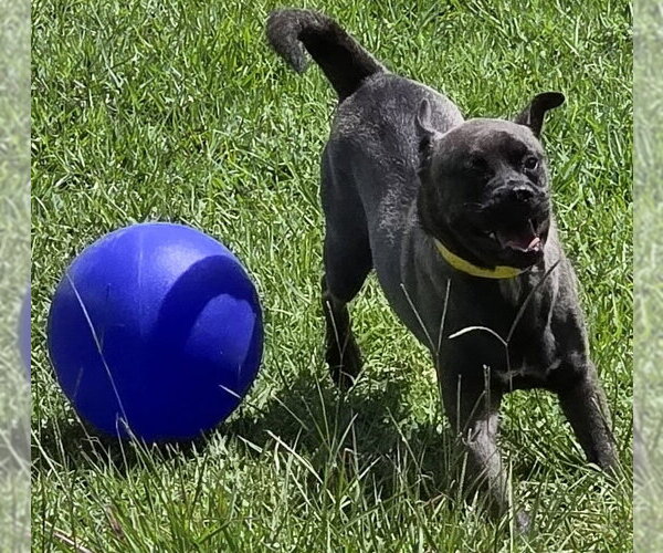 Medium Photo #2 Pug-Unknown Mix Puppy For Sale in Houston, TX, USA