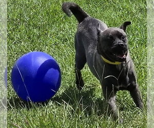 Dante - Male Pug-Unknown Mix Dog for Adoption - Photo #2