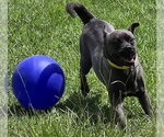 Small #1 Pug Mix