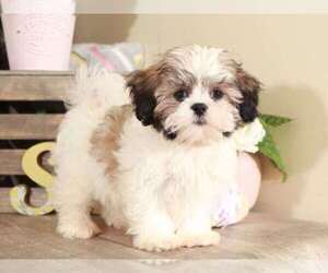 Zuchon Puppy for sale in MOUNT VERNON, OH, USA