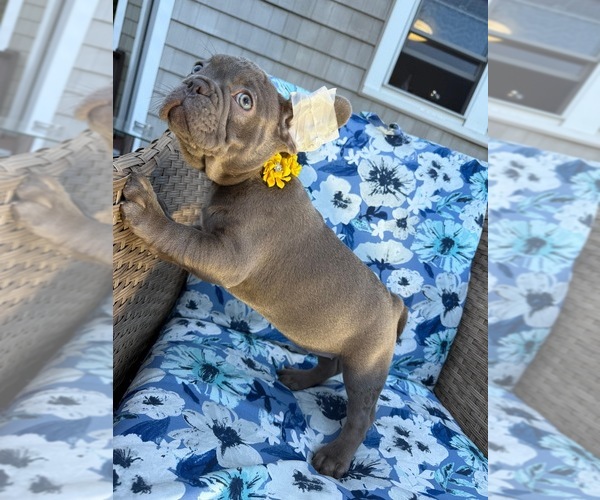 Medium Photo #1 French Bulldog Puppy For Sale in REVERE, MA, USA