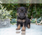 Small #1 German Shepherd Dog