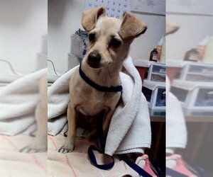 Chihuahua Dogs for adoption in Martinez, CA, USA