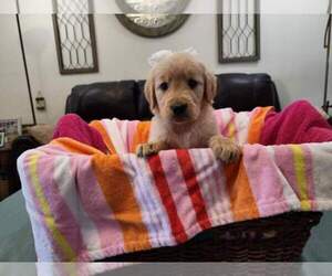 Medium Golden Retriever