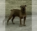 Small #7 Golden Retriever Mix