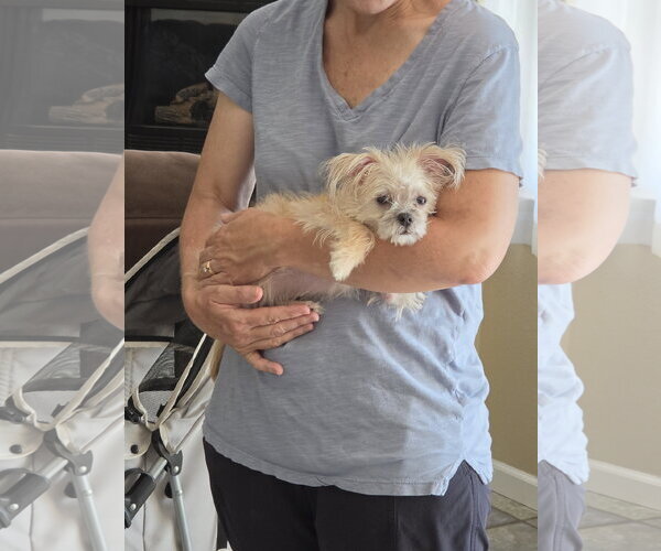 Medium Photo #2 Chihuahua-Unknown Mix Puppy For Sale in Escondido, CA, USA