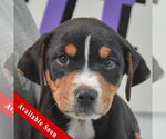 Small Rottweiler Mix