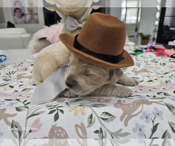 Medium Photo #3 Golden Retriever Puppy For Sale in ORLANDO, FL, USA