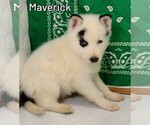 Small #1 Siberian Husky