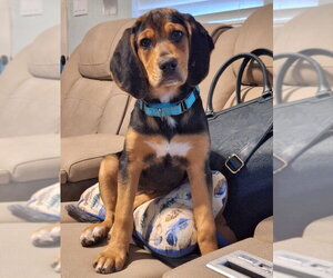 Coonhound-Unknown Mix Dogs for adoption in House Springs, MO, USA