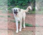 Small #4 Anatolian Shepherd-Great Pyrenees Mix