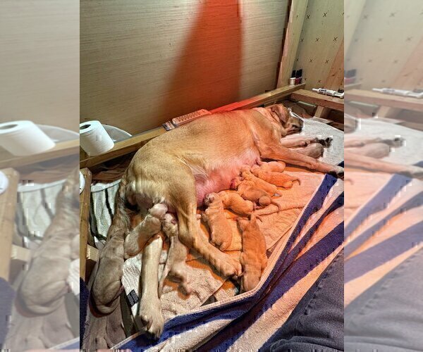 Medium Photo #13 Labrador Retriever Puppy For Sale in HIGH POINT, NC, USA