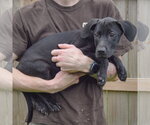 Small Photo #2 Labralas Puppy For Sale in Huntley, IL, USA