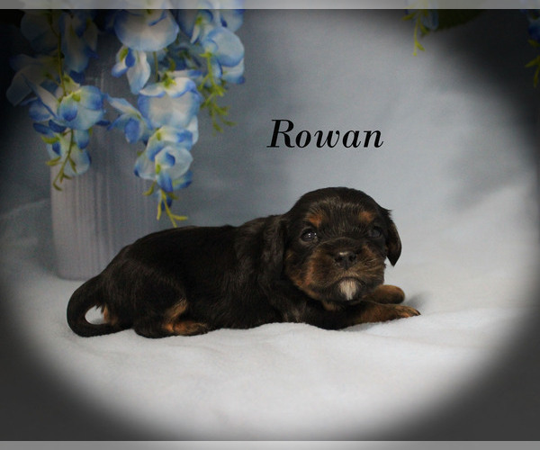 Medium Photo #5 Cavalier King Charles Spaniel Puppy For Sale in CHANUTE, KS, USA
