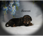 Small #4 Cavalier King Charles Spaniel