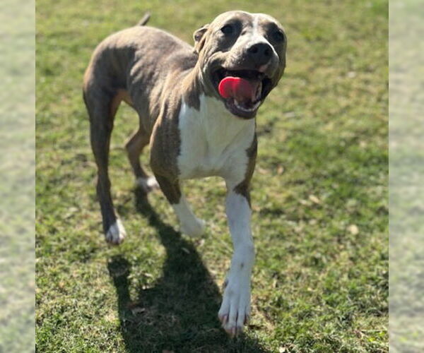 Medium Photo #2 American Pit Bull Terrier-Unknown Mix Puppy For Sale in Texas City, TX, USA
