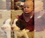 Small Photo #17 English Springer Spaniel Puppy For Sale in LEWISBERRY, PA, USA