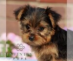 Small #3 Yorkshire Terrier