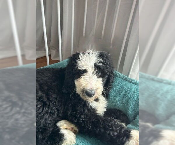 Medium Photo #1 Bernese Mountain Dog Puppy For Sale in Wheaton, IL, USA