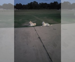German Shepherd Dog Puppy for sale in HEADLAND, AL, USA