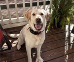Small Photo #1 Labrador Retriever Puppy For Sale in LOUISBURG, NC, USA